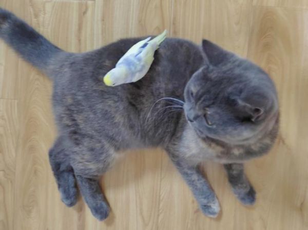 家里有宠物猫又想养鸟咋办