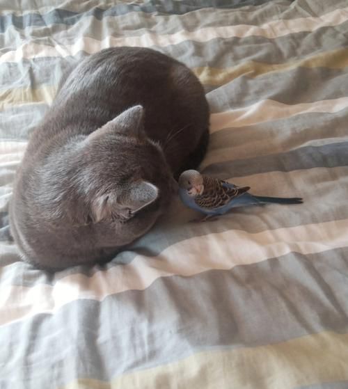 家里有宠物猫又想养鸟咋办