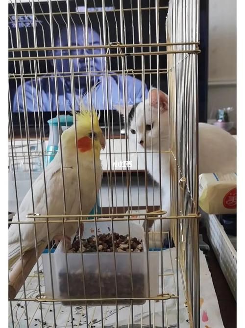 家里有宠物猫又想养鸟咋办