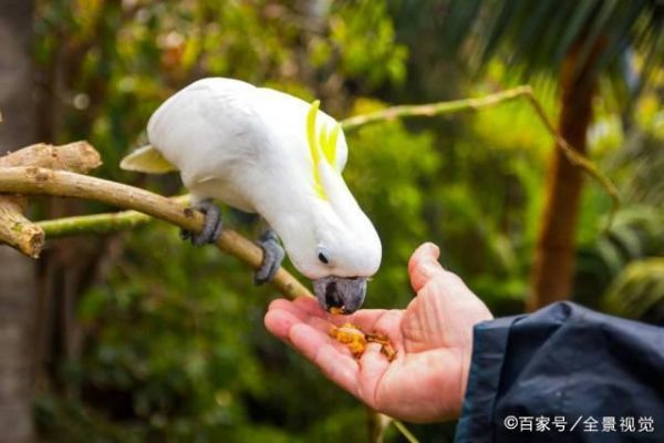 男朋友在家里养鸟-男朋友养宠物
