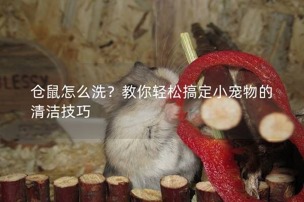 仓鼠怎么洗？教你轻松搞定小宠物的清洁技巧