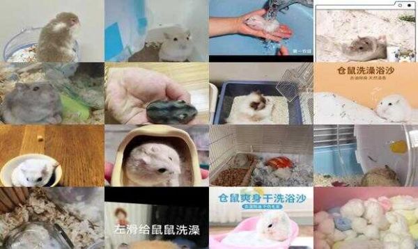 仓鼠怎么洗澡教程