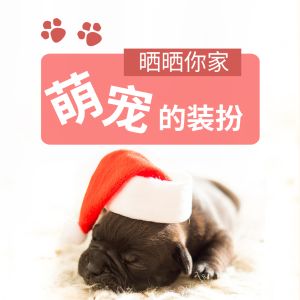 给家里宠物大爷买过啥好看的服饰？来秀秀