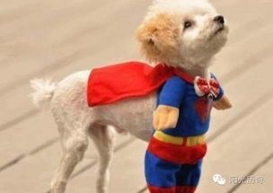 萌宠穿搭指南，狗狗服饰大集合！