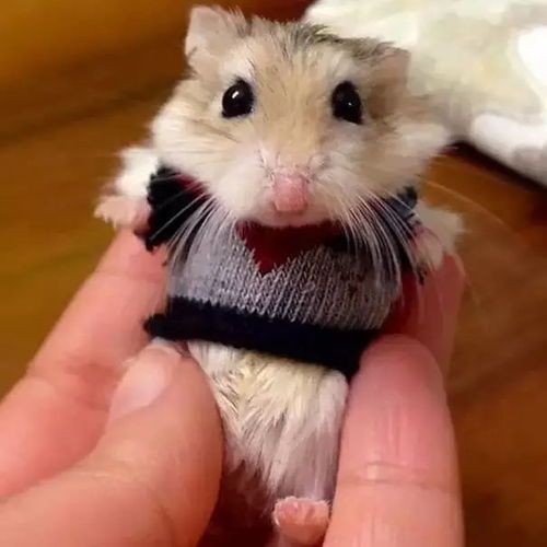 猫咪服饰钩针教程，毛线编织宠物衣，萌宠穿搭指南！