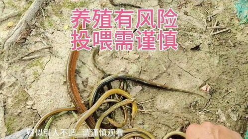 养蛇需谨慎，违法风险高！