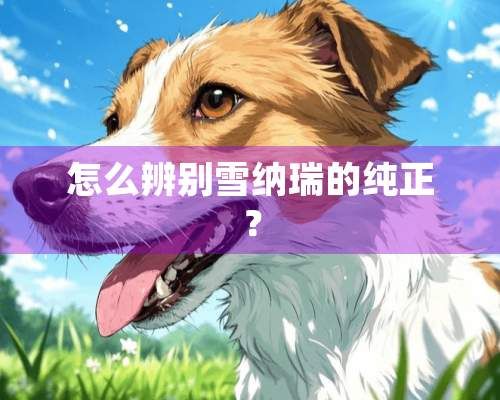 怎么辨别雪纳瑞的纯正？