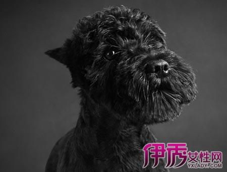 怎么鉴别黑银色雪纳瑞
