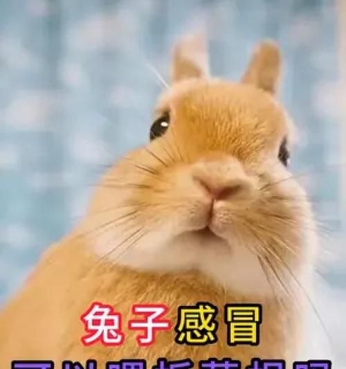 兔子感冒了怎么办？一份全面指南（判断兔子感冒和帮助恢复健康的实用建议）