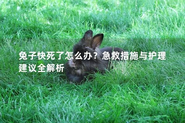 兔子快死了怎么办？急救措施与护理建议全解析