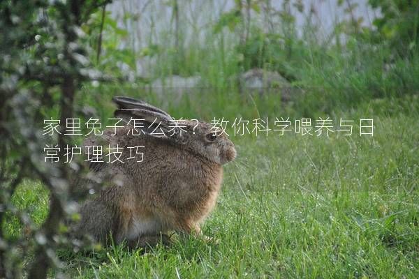 家里兔子怎么养？教你科学喂养与日常护理技巧