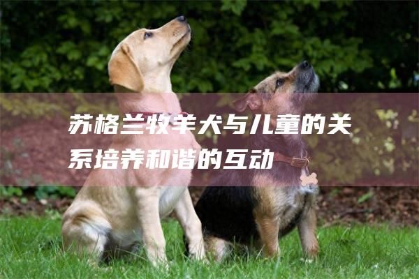 苏格兰牧羊犬与儿童的关系培养和谐的互动