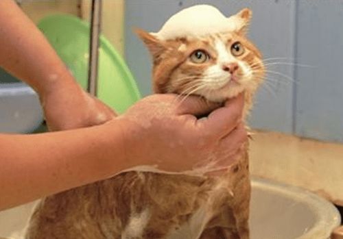 猫咪掉毛选专用宠物沐浴露