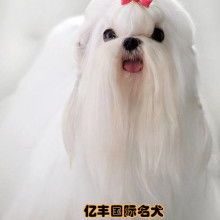 马尔济斯掉毛原因分析