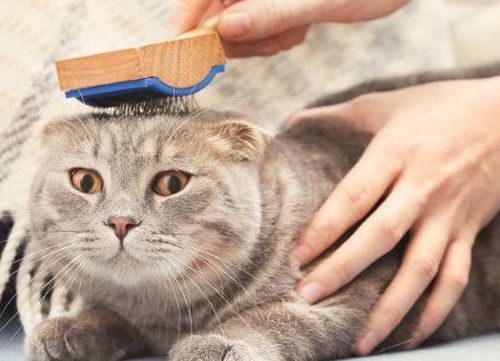 蓝猫掉毛多因换季、饮食、健康问题等。