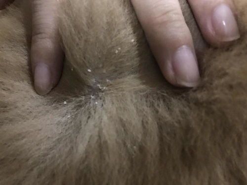 宠物皮屑多？科学护理，轻松改善！