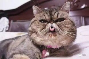 猫咪常吐舌，需关注健康问题