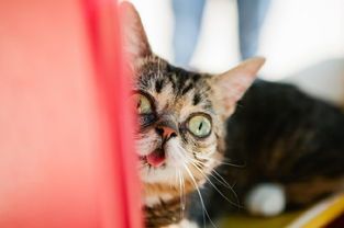 猫咪常吐舌，需关注健康问题