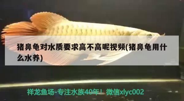 猪鼻龟饲养环境：猪鼻龟的饲养方式 猪鼻龟百科 第6张