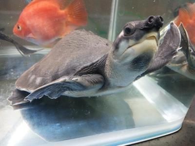 猪鼻龟饲养环境：猪鼻龟的饲养方式 猪鼻龟百科 第5张