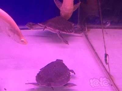 猪鼻龟好养活吗：猪鼻龟怎么养，猪鼻龟饲养环境布置技巧 猪鼻龟百科 第2张