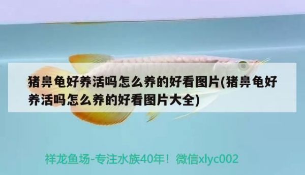 猪鼻龟好养活吗：猪鼻龟怎么养，猪鼻龟饲养环境布置技巧 猪鼻龟百科 第6张