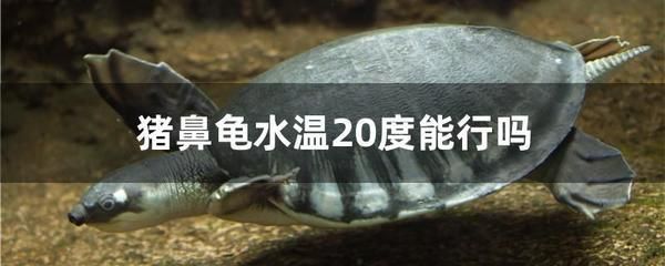 猪鼻龟好养活吗：猪鼻龟怎么养，猪鼻龟饲养环境布置技巧 猪鼻龟百科 第4张