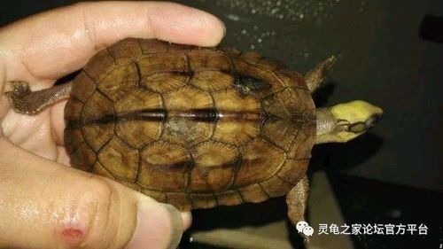 “世界龟种大盘点，萌宠鉴来袭！”