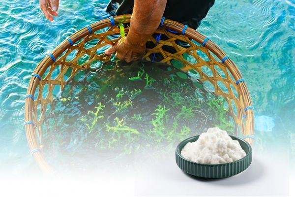 海藻膳食纤维