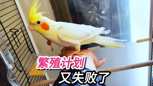玄凤鹦鹉的繁殖计划又失败了，可惜朋友送我的六颗蛋了