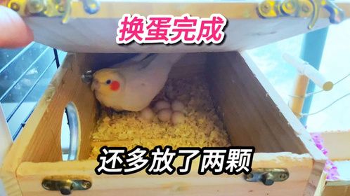 玄凤鹦鹉还真不识数，把四颗白蛋换成六颗受精蛋，还能继续孵