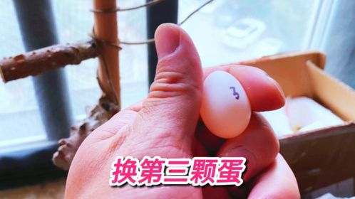 玄凤鹦鹉繁殖的换蛋计划来到了第三颗，一切顺利
