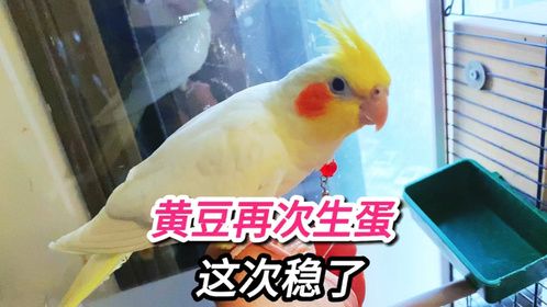 黄豆终于又生蛋了，得到朋友的助攻，这次繁殖稳了