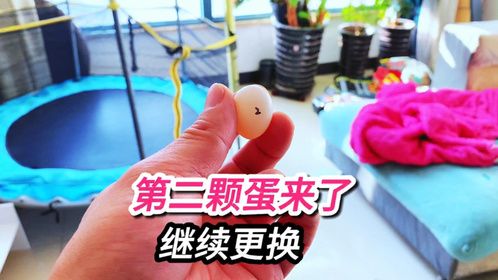 第二颗玄凤鹦鹉蛋也来了，继续更换为受精蛋