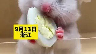 网友晒出他的可爱小仓鼠，精致还不挑食。网友：这么洋气，一看就是城里鼠