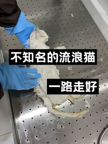 爱与善意：流浪猫的最后一程