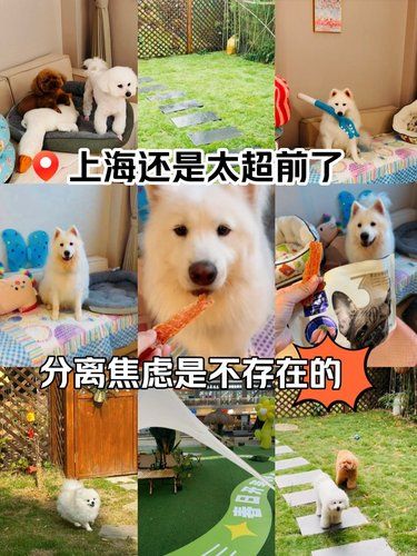 上海还是太超前了 竟然连宠物都有幼儿园