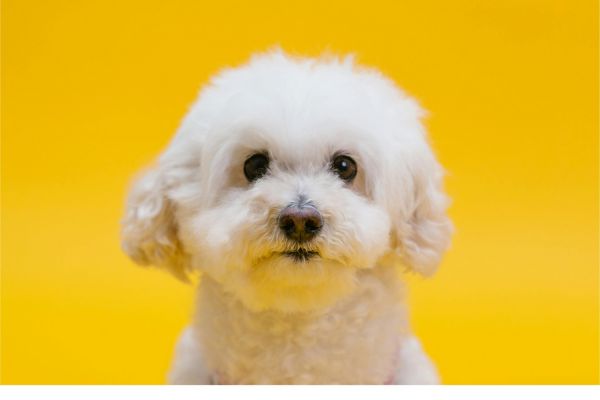 狗 dog