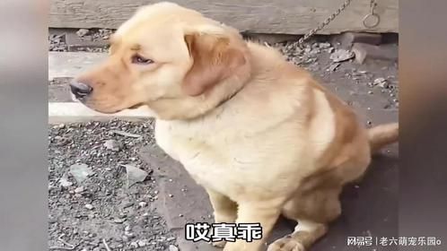 盘点那些能听懂人话的狗子，以后再也不敢说它坏话了