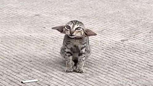 小猫咪怎么可以长的这么奇怪，好像是用边角料拼成的