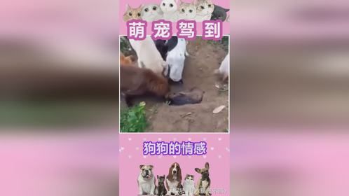 狗狗的情感超乎我们的想象！