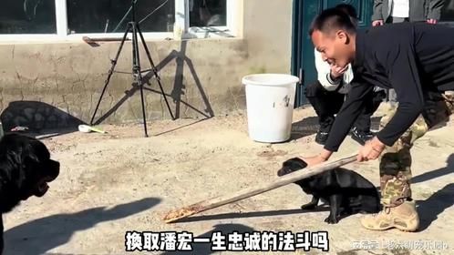 两次勇猛护主换取潘宏一生忠诚，瘫痪法斗直接从助理晋升为太子爷