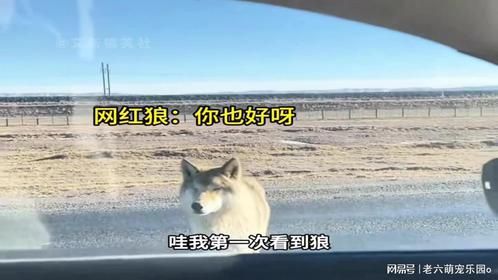 啊，网红狼，你好呀 原来网红狼有两只了