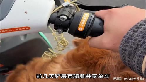 全网最倒霉的金毛，每天都在和铲屎官斗心眼