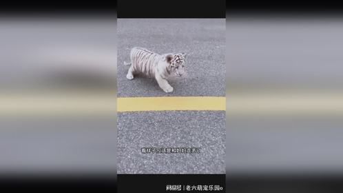马路上偶遇白虎幼崽，担心被车碾压到，男子决定带回去养起来