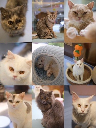 福州！！会反复去的猫咖好可爱啊啊啊