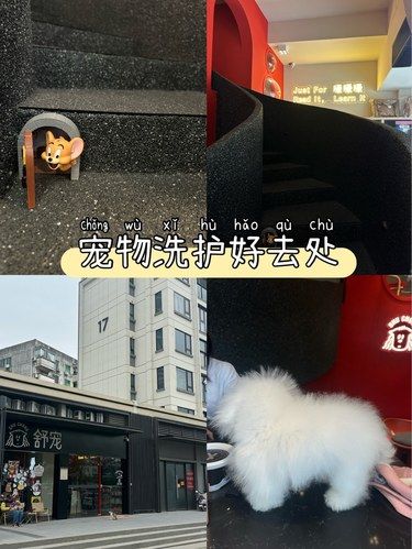 周末一起带狗狗去泡泡澡吧