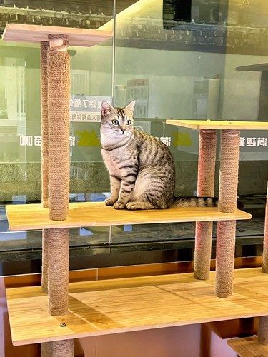 福州目前体验最好的猫馆没有之一‼️
