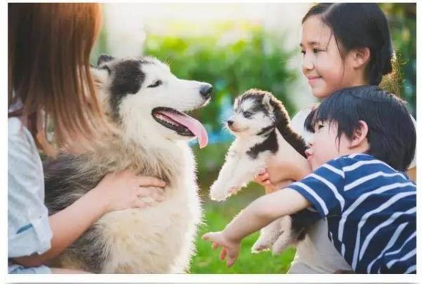 萌宠小狗乐园，一场与忠诚伙伴的温馨时光