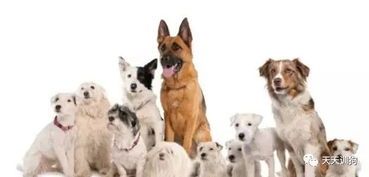 《训犬秘籍：宠物界的知识竞赛达人》